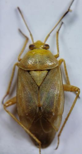 Réf. 352 695 : Lygus rugulipennis